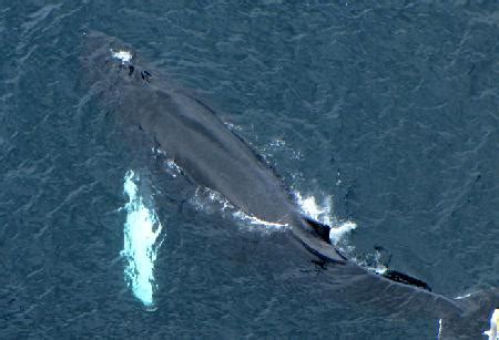 PopSciColl: The Evolution of Whales - Whales are Mammals
