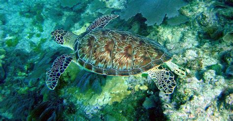 One million species across the world face extinction, according to a ...