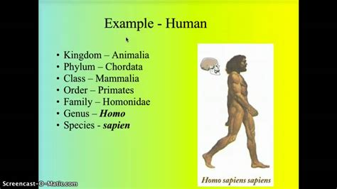 Human Classification Chart 的图像结果