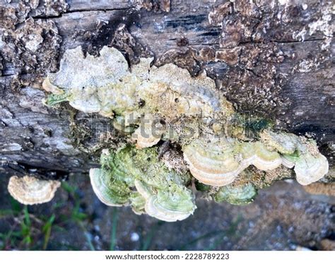 Image result for Dead Pathogen