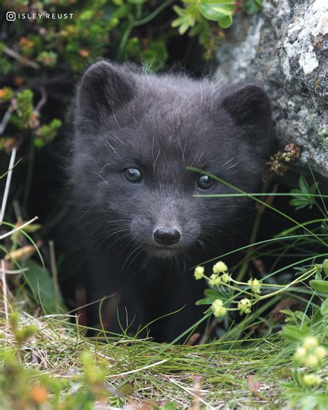 Baby Arctic Fox in Iceland : wildlifephotography