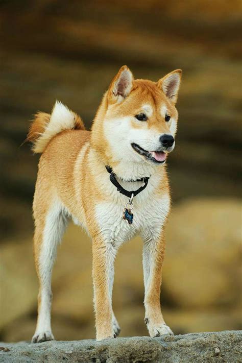 Finding Your Perfect Shiba Inu Puppy Near Me: A Comprehensive Guide
