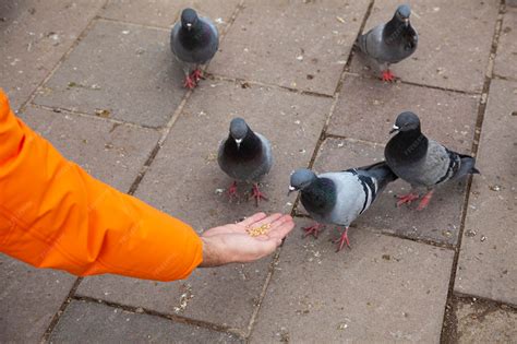 Premium Photo | Man feeding pigeons with wheat feeds stray birds in the park. gray feathered ...