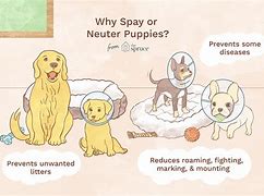 Image result for spaying