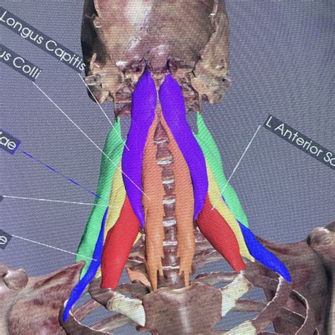 anterior neck muscles Diagram | Quizlet