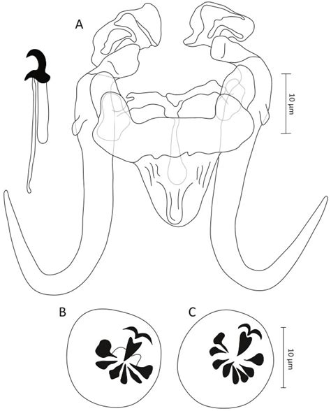 Diversity and Phylogeny of Gyrodactylus spp. (Monogenea: Gyrodactylidae ...