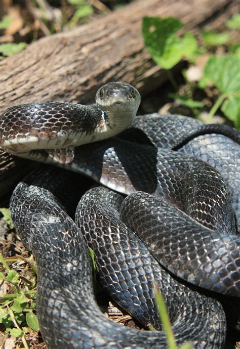 Black Rat Snake on the Ground