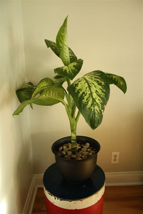 Green Girly: Dumb Cane (Dieffenbachia) Plant Care