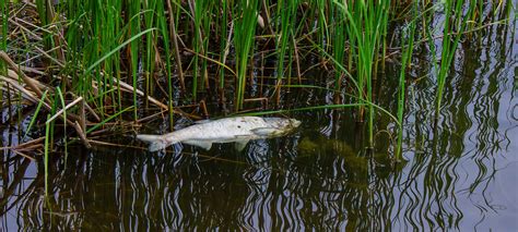 Fish kill occurs at Big Indian Lake - High Plains Journal