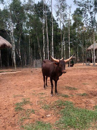 Vinpearl Safari (Phu Quoc Island) - Updated 2019 - What to Know Before ...