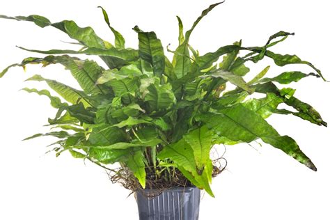 Image result for Brown Java Fern