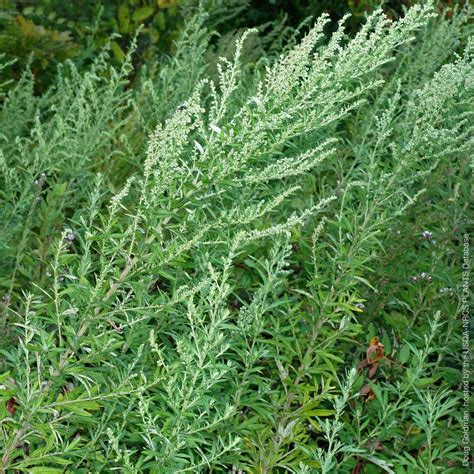 Artemisia Medicinal Uses