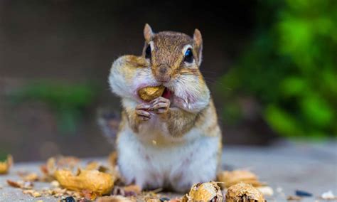 What Do Chipmunks Eat? - A-Z Animals