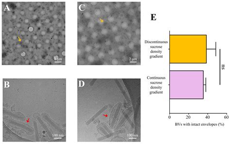 Centrifugation-Based Purification Protocol Optimization Enhances ...
