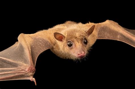 Egyptian Fruit Bat (Rousettus aegyptiacus aegyptiacus) - Joel Sartore