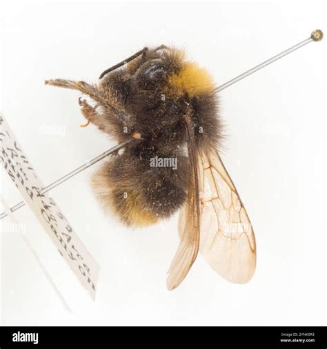 Western Bumble Bee (Bombus occidentalis Stock Photo - Alamy