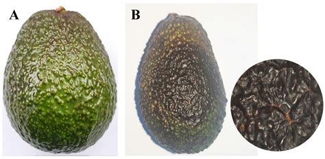 Identification of Avocado Fruit Disease Caused by Diaporthe phaseolorum ...