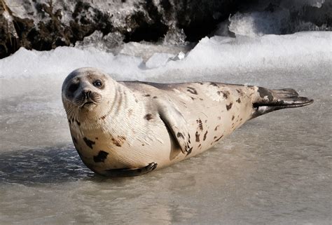 Are Seals Dangerous To Dogs