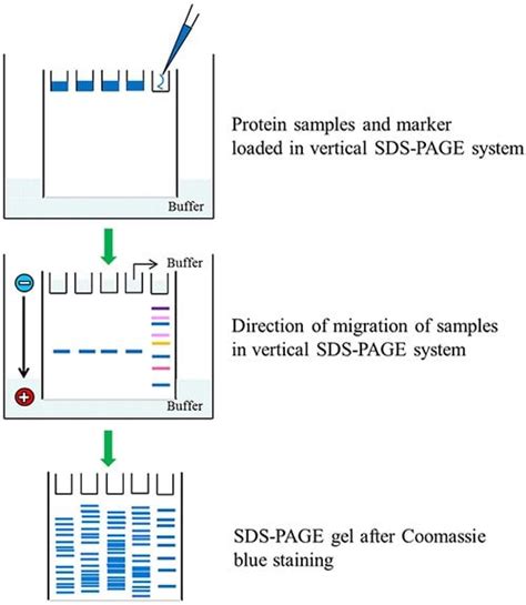 SDS-PAGEによるタンパク質のサイズ別分離の基礎