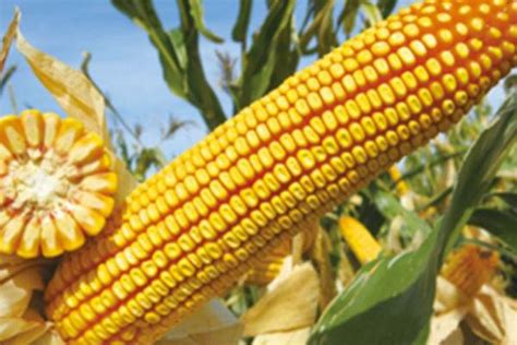 昨日最新玉米价格播报，5月5日全国各省玉米价格行情