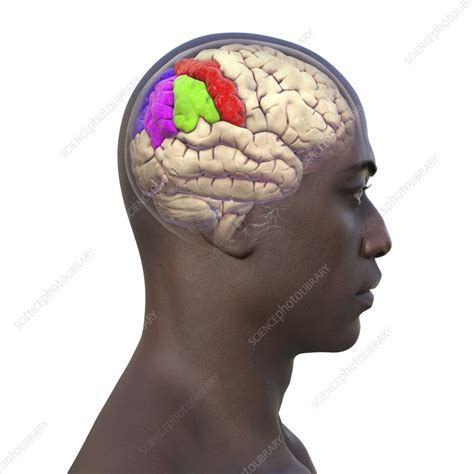 Rezultat imagine pentru Gyri