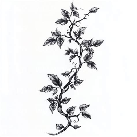 Vine tattoos - Bronctattooaus.com