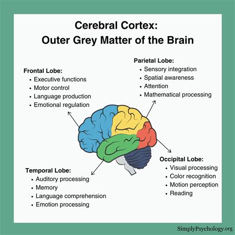 Prefrontal Cortex 的图像结果