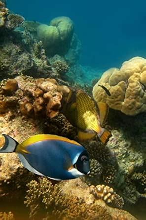 Diving Logbook: Diving Notebook for Beginners and Experienced Divers ...