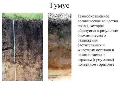 Что такое гумус, определение понятия. Что такое гумус и как он образуется?