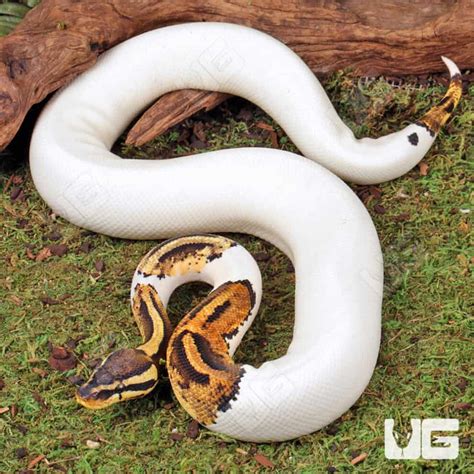Image result for Pied Python