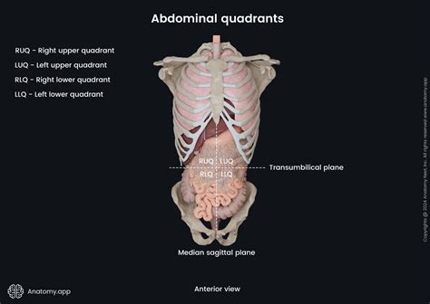 Anatomical terminology | Encyclopedia | Anatomy.app | Learn anatomy ...