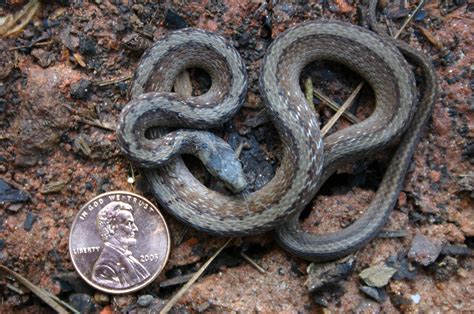 Black Garden Snake Georgia | Fasci Garden