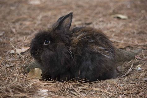 Jersey Wooly Rabbit at Harry Oloughlin blog