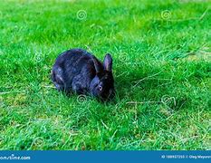 Image result for Black Fluffy Bunnies