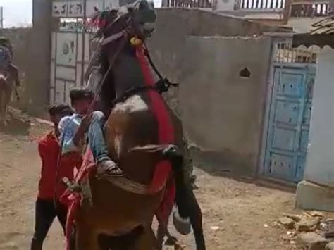 In Sayla's Gosal village, Phuleku with horses became the center of ...