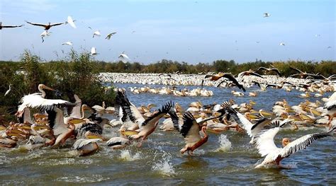 DJOUDJ NATIONAL BIRD SANCTUARY (2025) All You Need to Know BEFORE You ...
