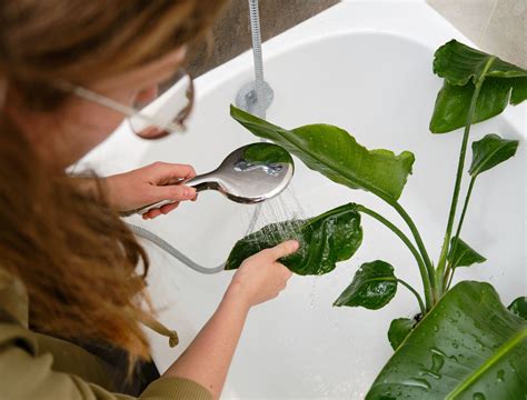 Pro-Level Houseplant Cleaning: A Complete Guide