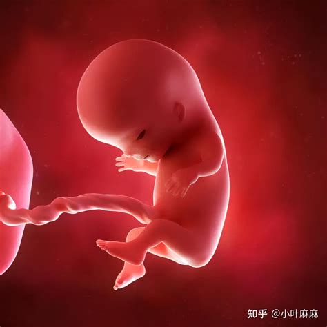 胎儿发育慢是怎么回事_怀孕1一9月胎位变化图 - 随意云