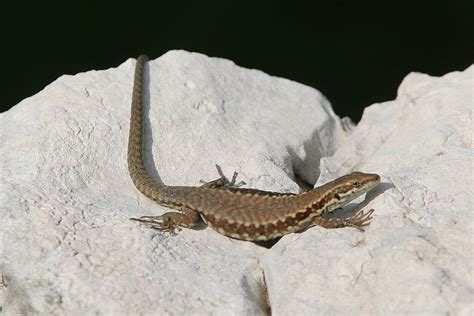 Lizard on rocks 1 Free Photo Download | FreeImages