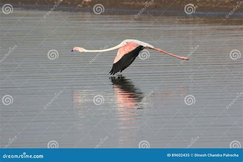 Greater flamingos stock image. Image of black, colours - 89602435