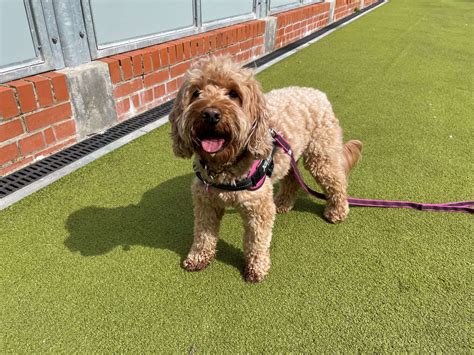 Image result for Adult Cockapoo Rescue Dogs