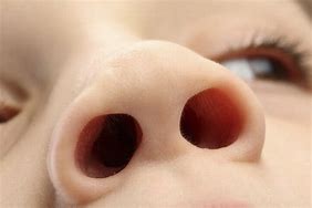 noses 的图像结果