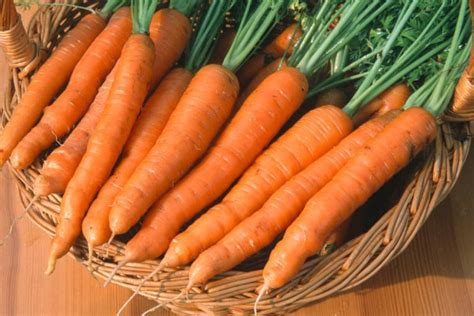胡萝卜怎么播种的视频 —【发财农业网】