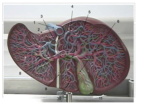 Image result for Liver Models Labeled