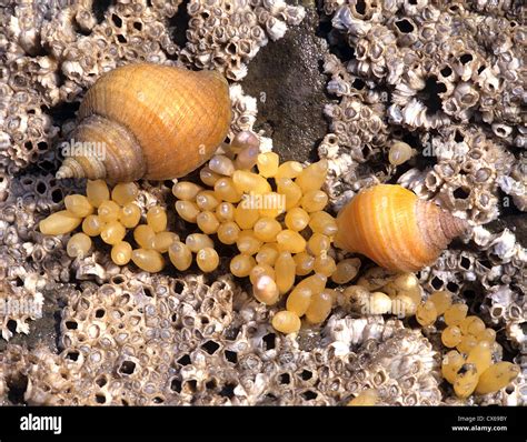 Whelk eggs hi-res stock photography and images - Alamy