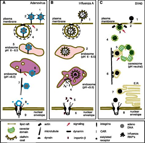 How Viruses Enter Animal Cells | Science