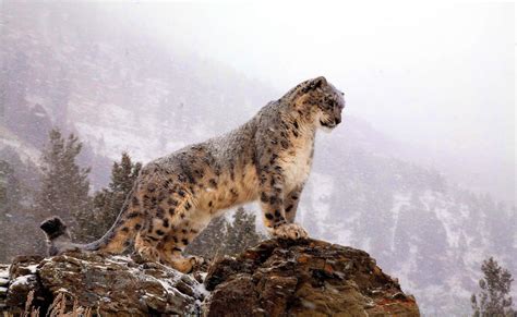 Download A Snow Leopard stalking its prey in the snow Wallpaper ...