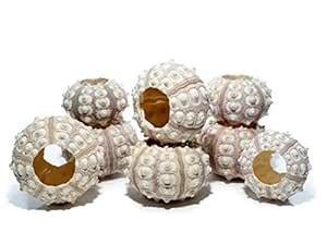 Buy Sea Urchin | Sputnik Sea Urchin Shell | Purple Sputnik Sea Urchin ...