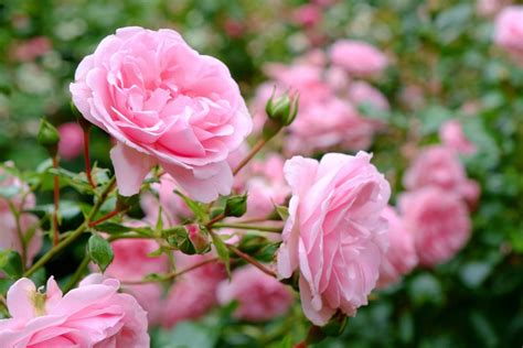 Pink Rose Meaning and Symbolism in the Language of Flowers - Petal Republic