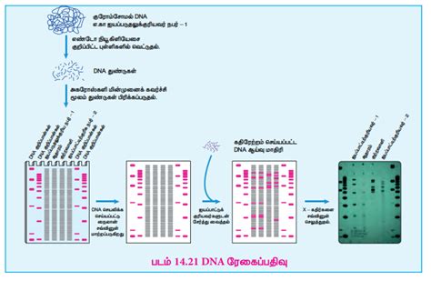 நியுக்ளிக் அமிலங்கள் - இயைபு மற்றும் அமைப்பு | உயிரியல் மூலக்கூறுகள் ...